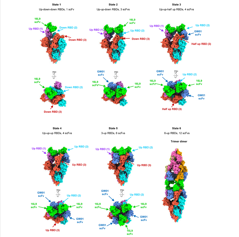 Cell Discov：<font color="red">复旦大学</font>利用非奥密克戎中和抗体构建广谱中和抗体