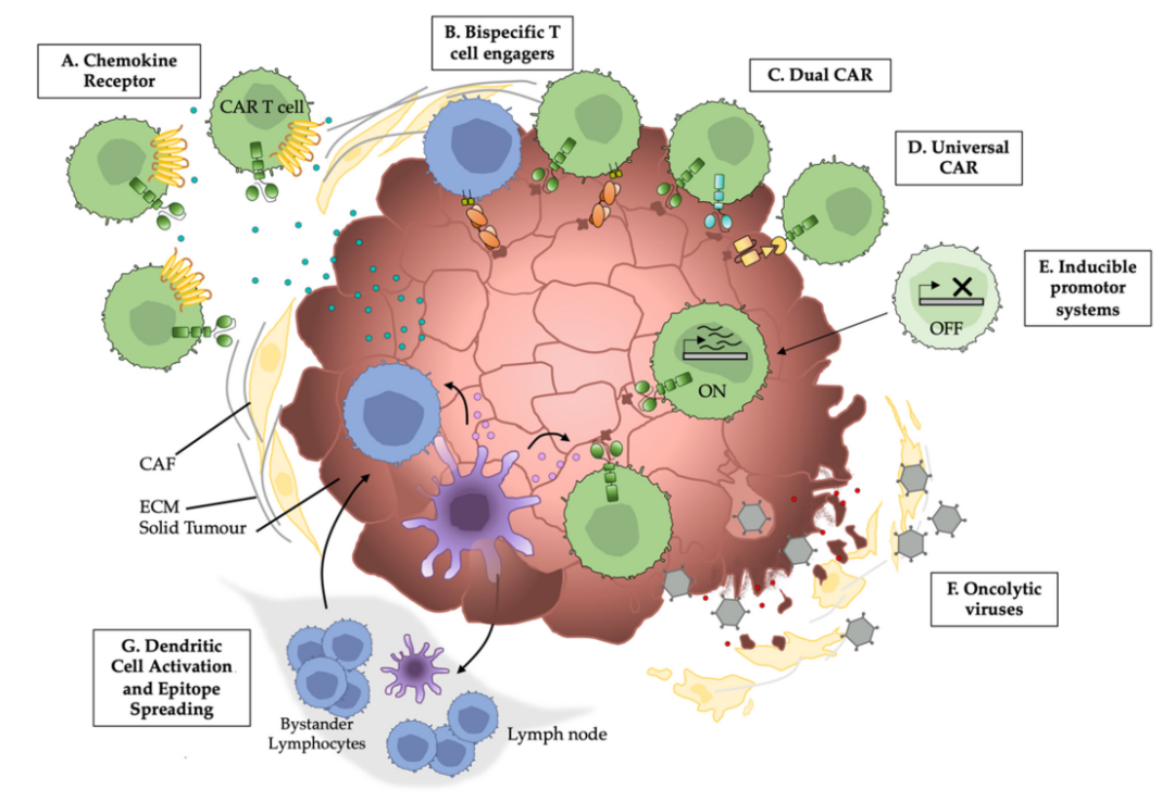 Cancers：CAR-T和CAR-NK实体瘤靶向的策略