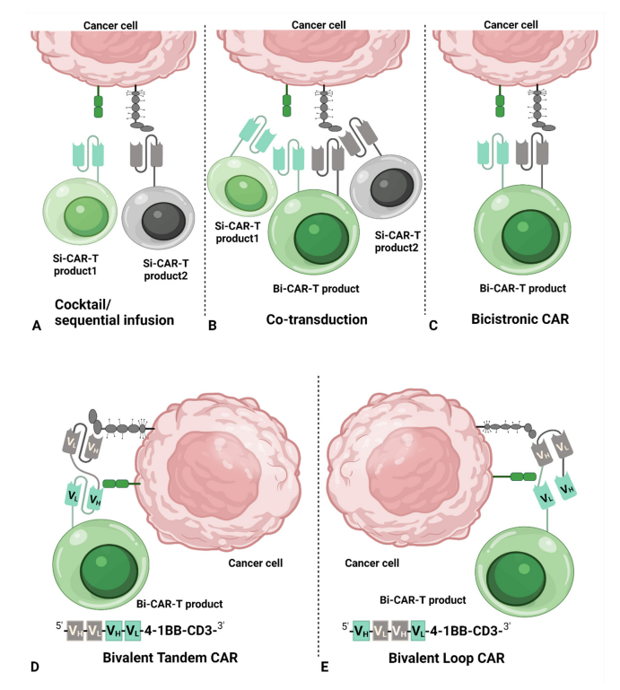 Cancers：<font color="red">双</font>靶点CAR-T细胞治疗的研究现状