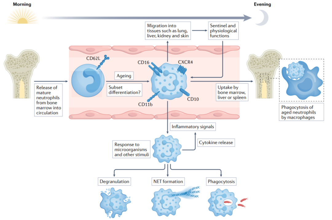 中性粒细胞在自身免疫疾病中的作用