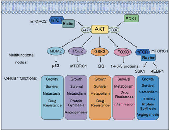 阿斯利康AKT抑制剂用于HR<font color="red">阳性</font>乳腺癌3期临床达主要终点！