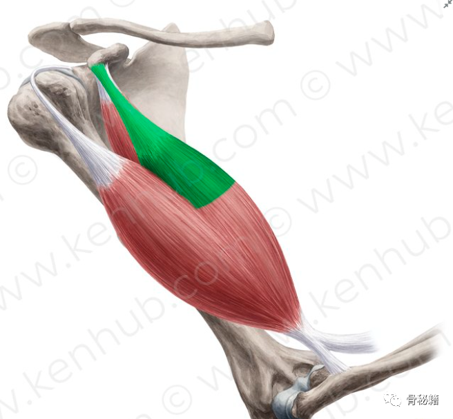 <font color="red">肱</font>二头肌腱解剖特点与生物力学
