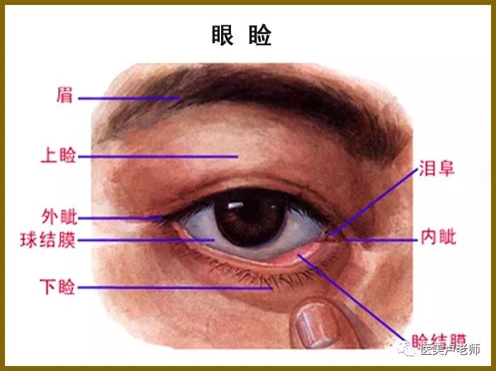 【解剖】眼肌及其支配的神经一览