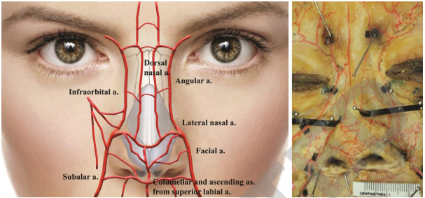 高阶解剖：下<font color="red">鼻</font>动脉丛及其对填充剂安全注射的影响