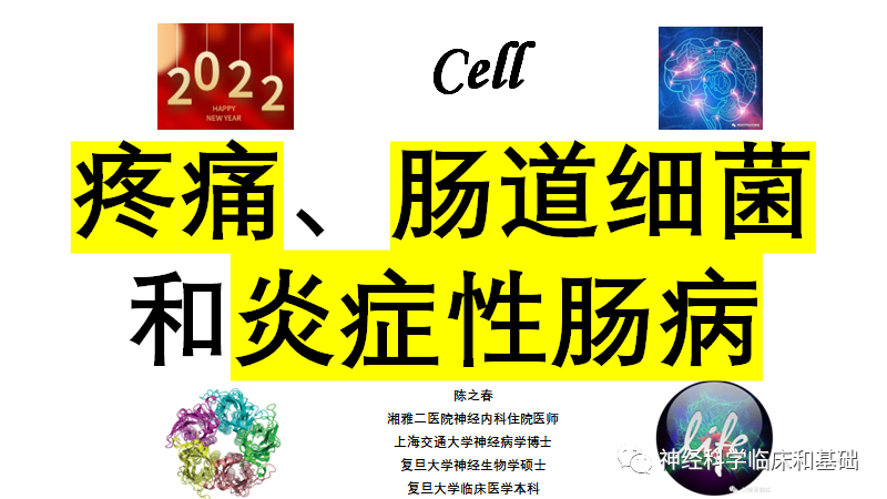 Cell—为什么越<font color="red">痛</font>，肠炎好得越快？P物质和肠道菌群是关键！！