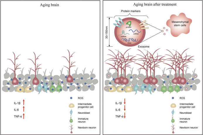 间充质干细胞和外泌体通过促进神经发生改善老化大脑的<font color="red">认知</font><font color="red">功能</font>