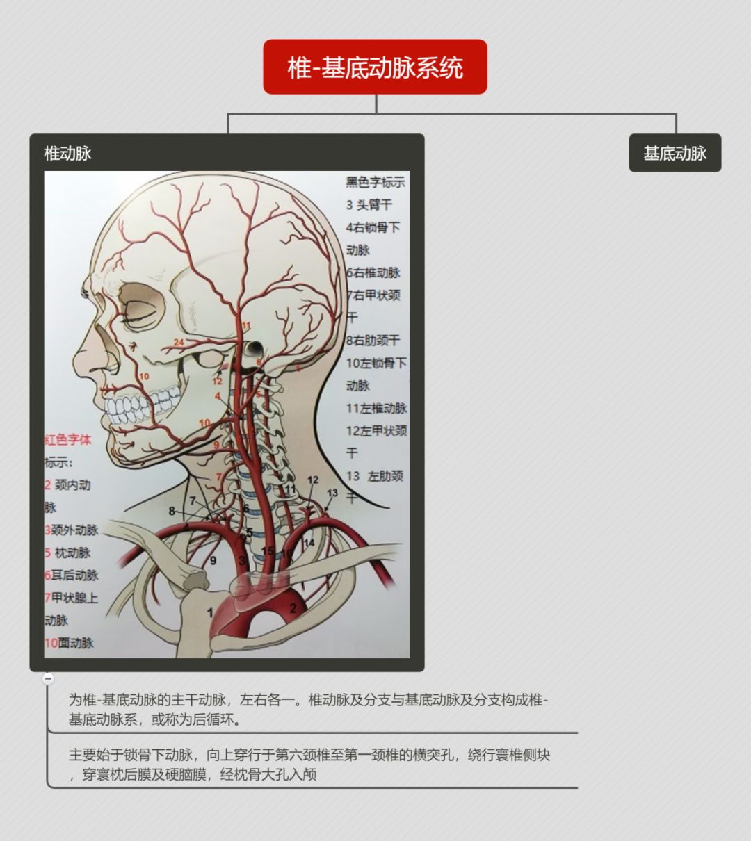 细说<font color="red">椎</font>基底动脉系统的解剖