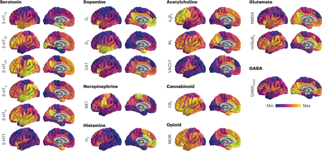 构建人脑神经递质受体的<font color="red">三维</font><font color="red">图谱</font>，映射大脑结构、动力学和认知功能