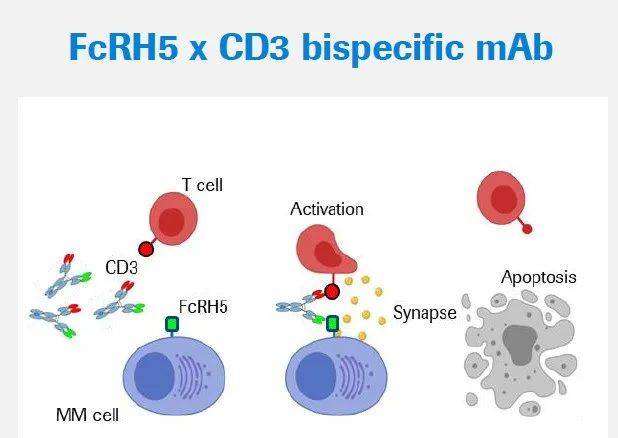 ASH 2022：罗氏CD<font color="red">3</font>/FCRL5双特异性抗体对复发/难治性多发性骨髓瘤近半数达到<font color="red">sCR</font>
