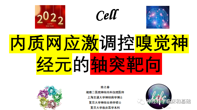 Cell—内质网应激调控嗅觉神经元的<font color="red">轴突</font>靶向