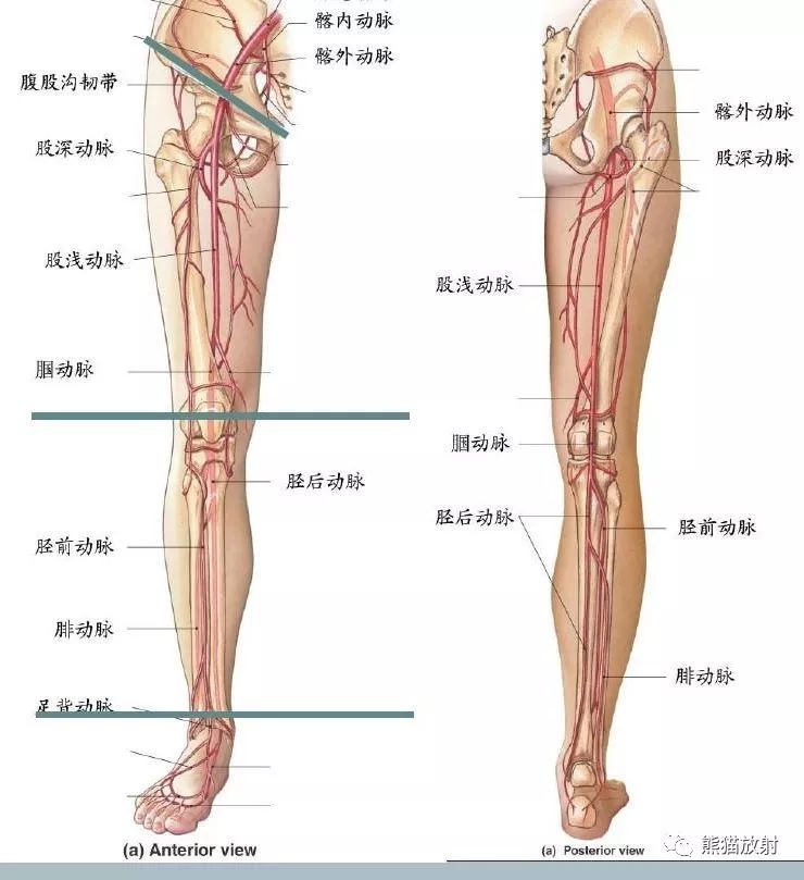 最全下肢血管系统解剖及CTA
