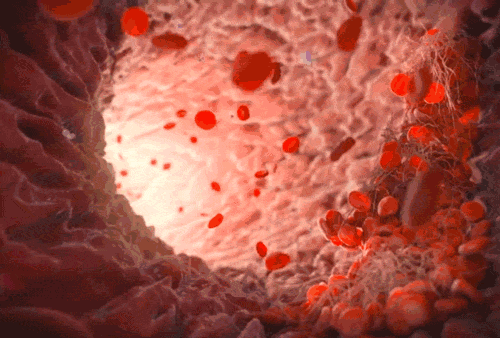 红细胞：人体免疫的新晋哨兵