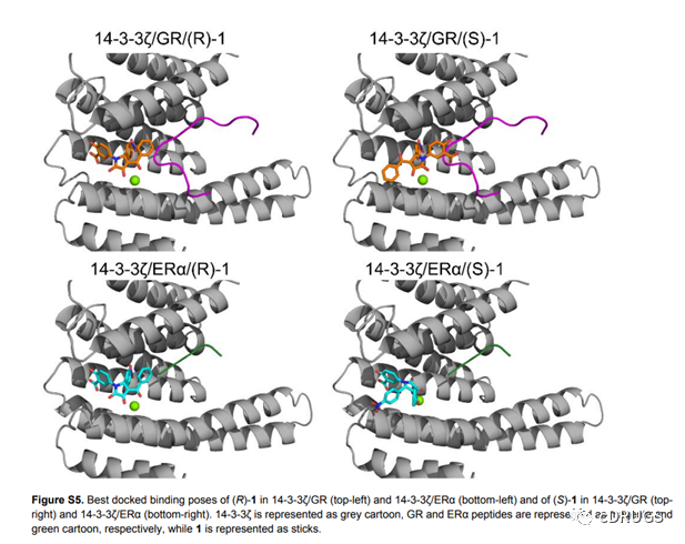 JMC：靶向一个蛋白互作的选择性分子胶的理性设计