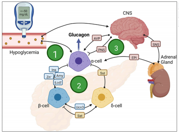 Cell Metabolism：胰高血糖素，只是一个升糖激素？你真的了解胰高血糖素吗？