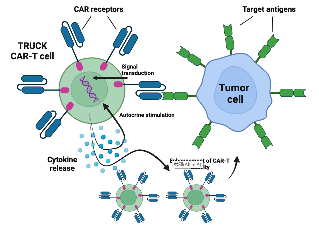 新一代CAR-T细胞治疗的临床概况