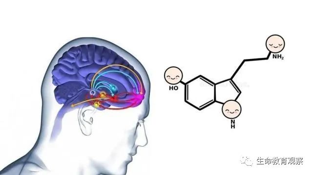 生物学<font color="red">老师</font>告诉你：为什么要追逐内啡肽远离多巴胺？