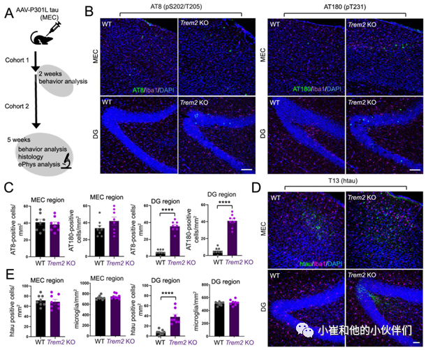 Neurodegener | Trem2缺失通过小胶质<font color="red">细胞</font><font color="red">外</font>泌体途径增强tau蛋白的分散性和病理特征