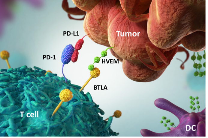 ASH 2022：君实生物BTLA单抗<font color="red">tifcemalimab</font>治疗复发/难治性淋巴瘤I期研究结果公布