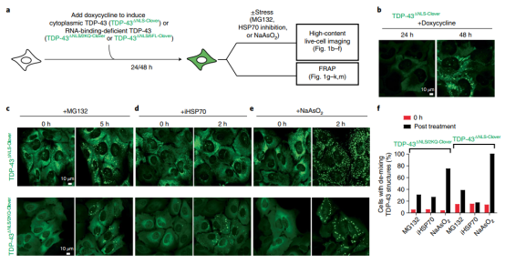Nat Cell Biol：热休克伴侣蛋白HSPB1调节细胞质TDP-43<font color="red">相分离</font>和聚集的机制