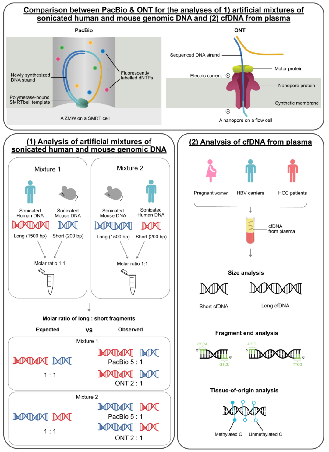 Clin Chem |发表PacBio和ONT测序平台对孕妇血浆cfDNA分析性能<font color="red">比较</font>成果