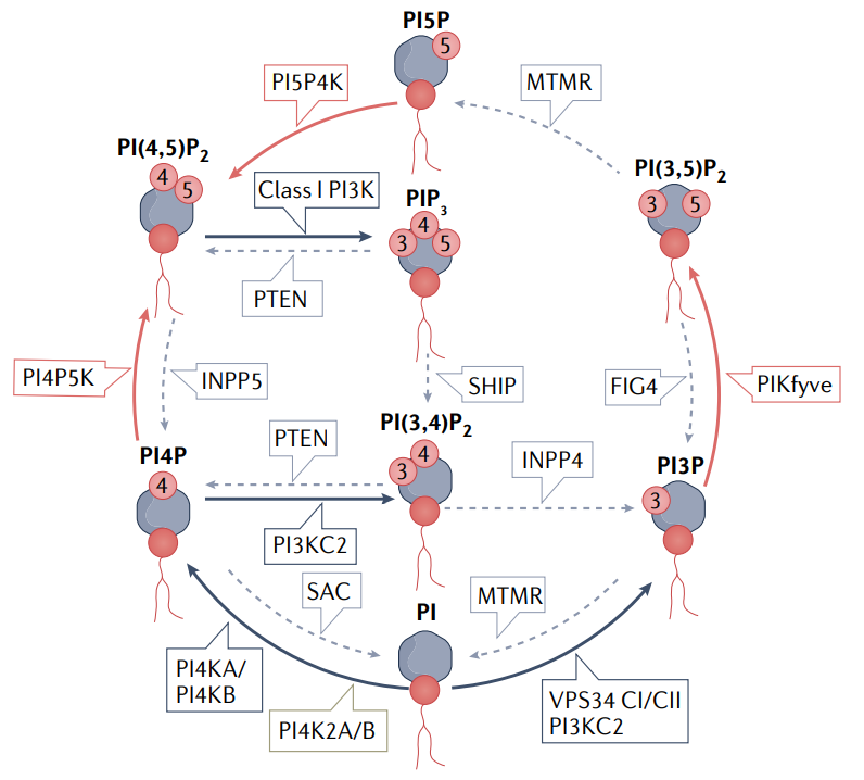 超越PI3Ks：靶向疾病中<font color="red">的</font>磷酸肌醇激酶
