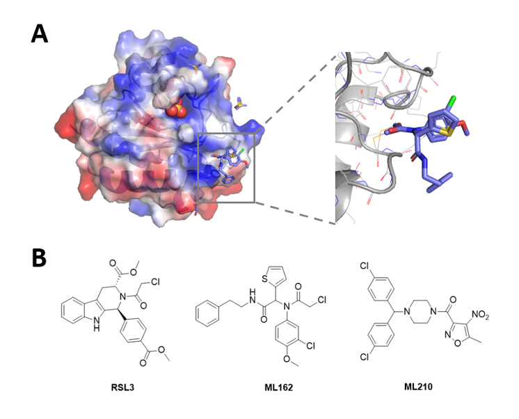 算出铁死亡蛋白GPX4的可药口袋和<font color="red">抑制剂</font>！