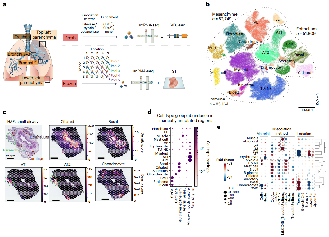 Nat Genet发布迄今最全面的人类肺<font color="red">细胞</font>空间图谱，首次揭示腺体相关的免疫生态位