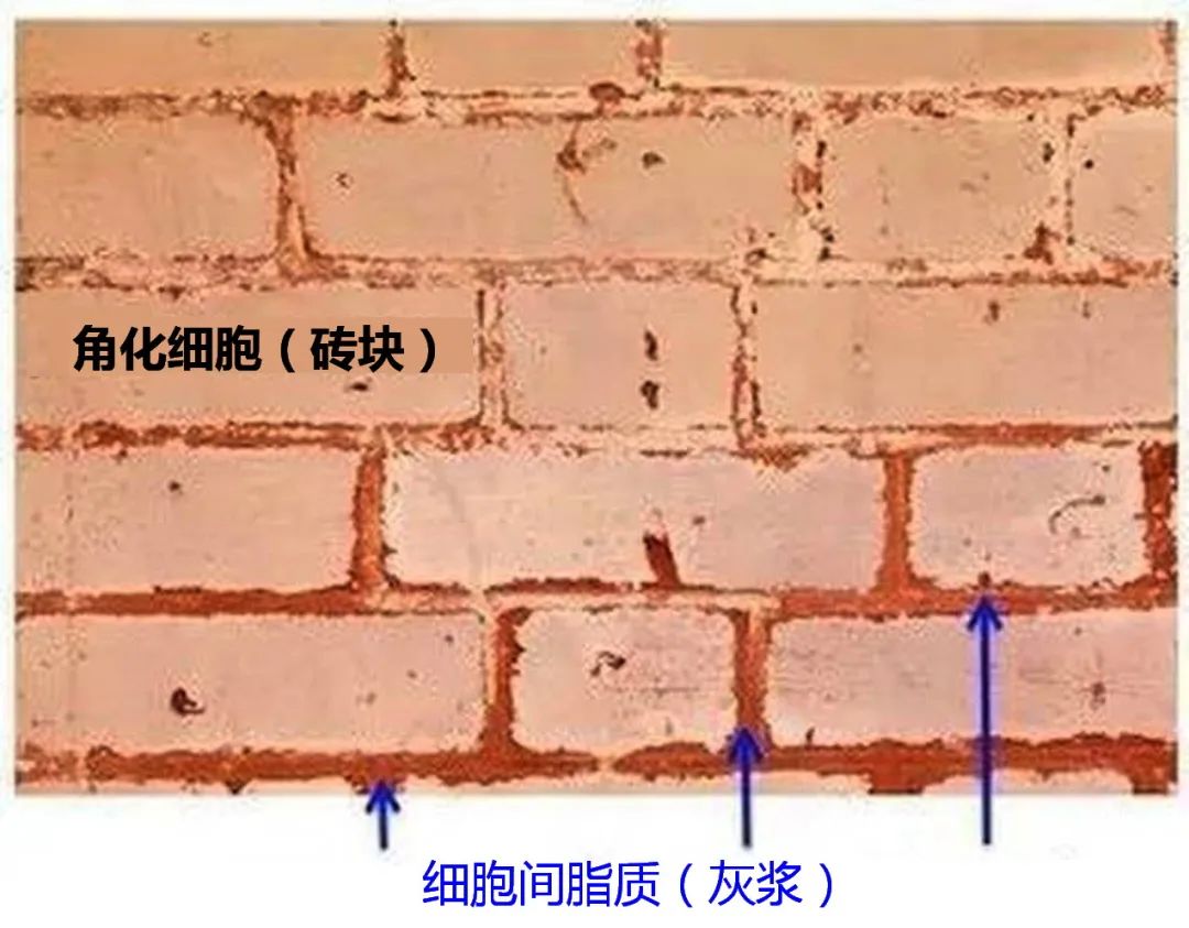 知识盲点：皮肤屏障等同于砖墙结构吗？