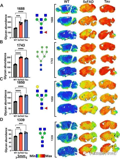 Alzheimer's & Dementia：阿尔茨海默病大脑的糖基化成像图谱
