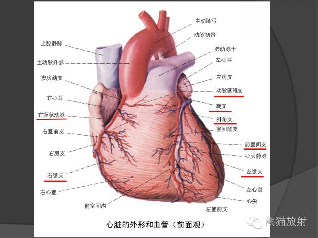 精彩推荐 | 冠状动脉系统解剖、CTA解剖、<font color="red">分段</font>及中英文名称对照