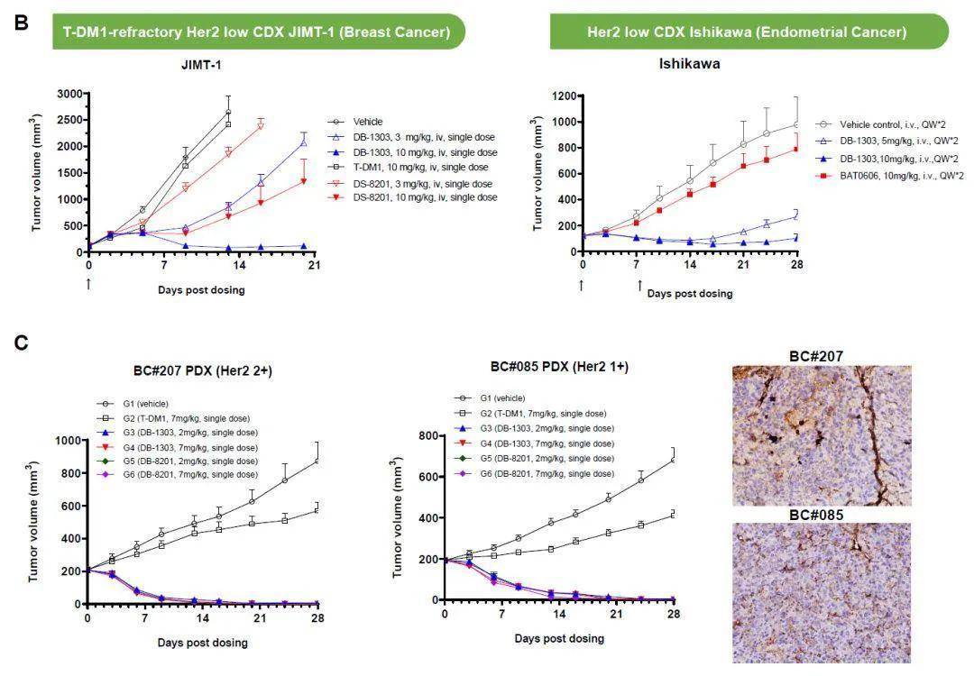 FDA 授予映恩生物DB-1303 快速通道资格，用于治疗 HER2 <font color="red">过度</font>表达的晚期/复发性子宫内膜癌