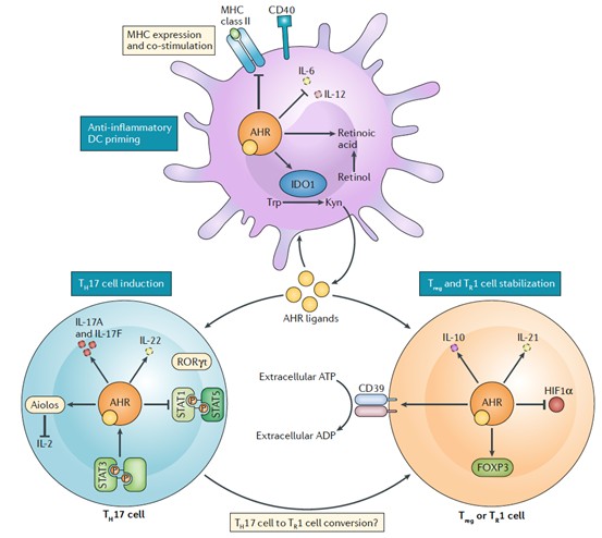 AHR抑制剂IK-175在尿路上皮癌中显示潜在的活性