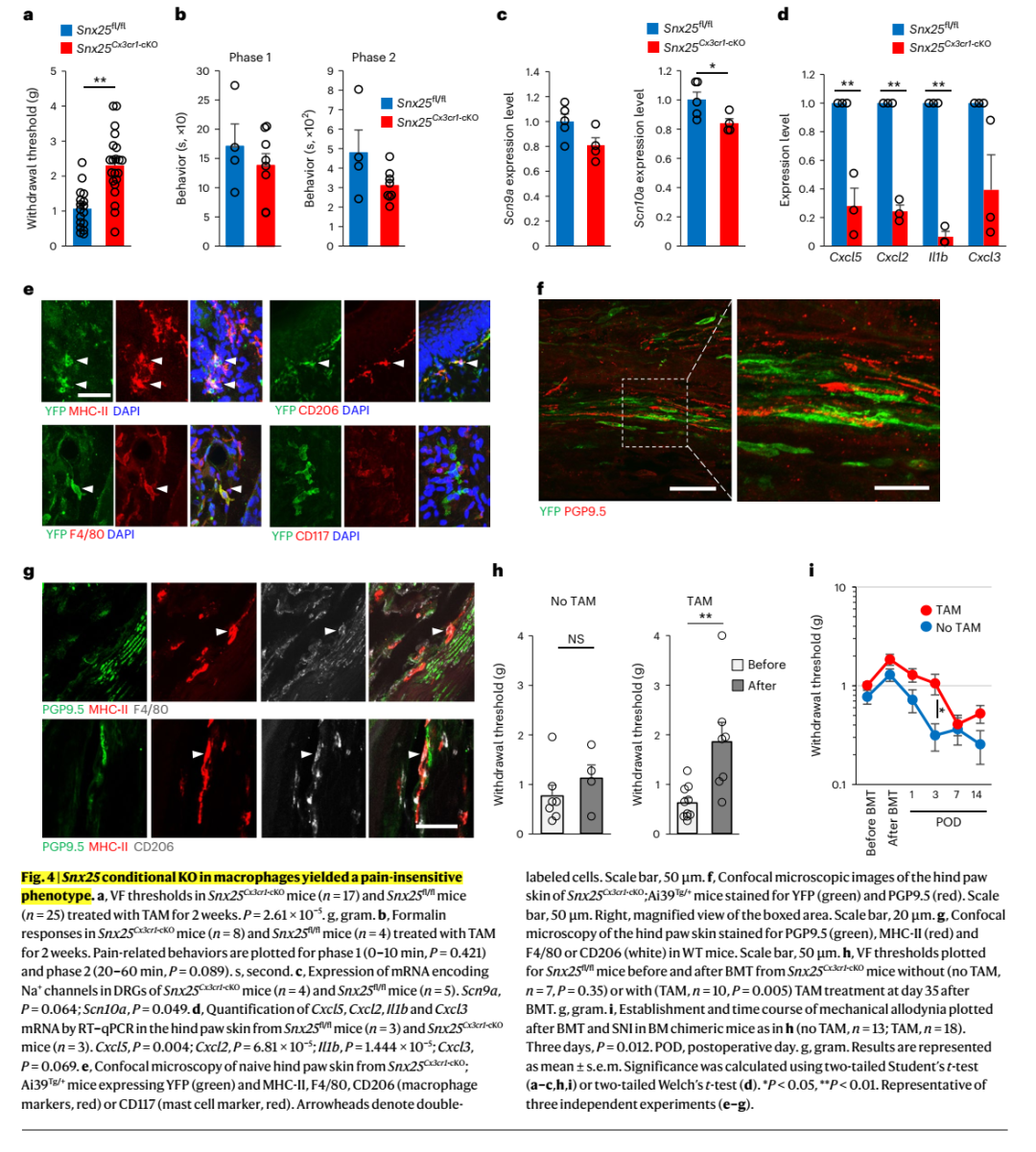 神经免疫交互调控痛觉敏感度：皮肤巨噬细胞SNX25通过调控NGF的表达进而<font color="red">设定</font>痛觉敏感度