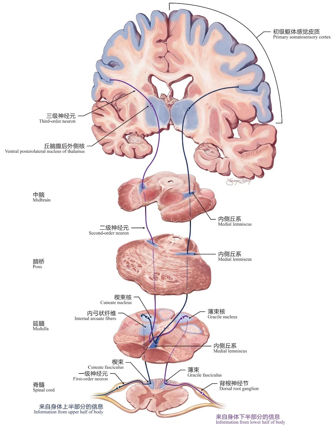 脑干解剖（二）| 脑干<font color="red">的</font>纤维束