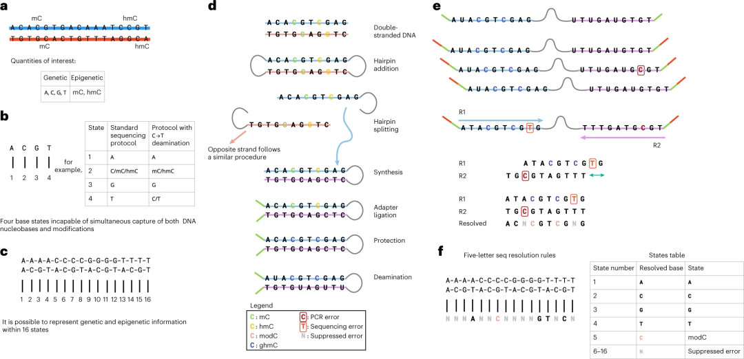 发表新型单碱基分辨率测序方法，可同时获取DNA的<font color="red">遗传</font>和表观<font color="red">遗传信息</font>