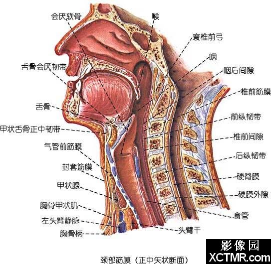 颈部间隙解剖(图文)