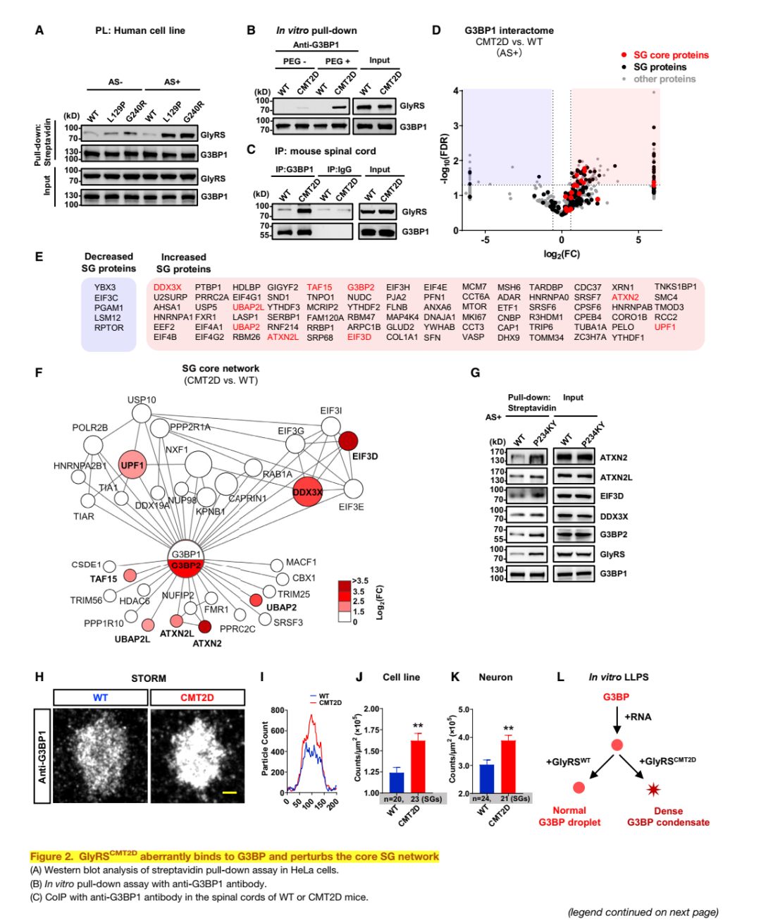 Cell—浙江大学周围神经病研究重磅突破：<font color="red">CMT</font>2周围神经病与应激颗粒中异常的G3BP相互作用相关