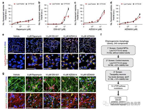 Nat Commun干细胞药理学研究新发现：激活自噬可清除tau蛋白