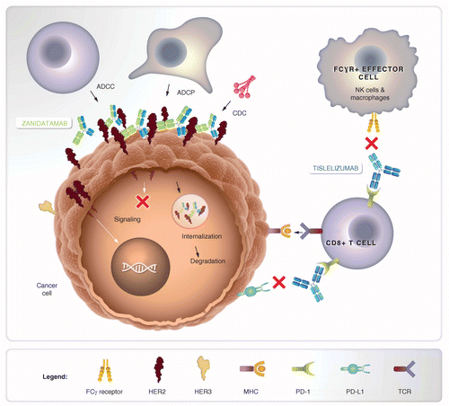 HERIZON-GEA-01: Zanidatamab + chemo ± tislelizumab for 1L treatment of  HER2-positive gastroesophageal adenocarcinoma | Future Oncology
