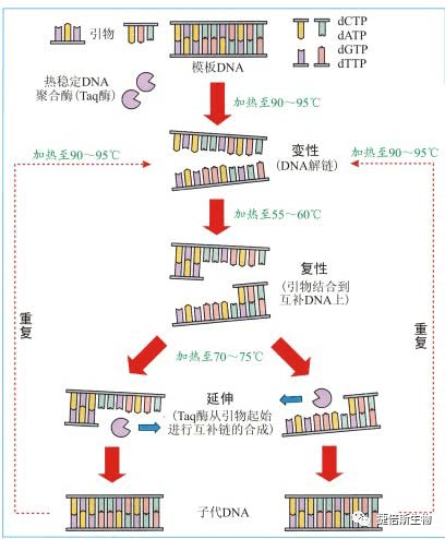 最强<font color="red">PCR</font>原理攻略