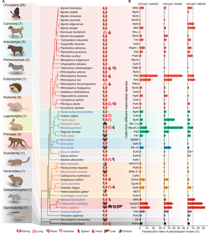 ISME J：<font color="red">新</font><font color="red">冠</font><font color="red">病毒</font>、SARS、MERS 在哺乳动物中的易感性比较