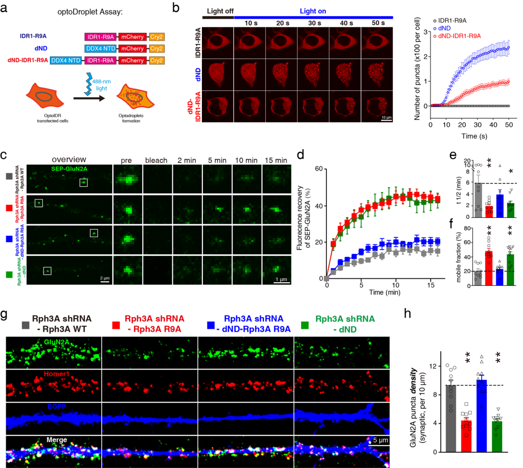 《Nat Commun》：揭示蛋白相分离调控神经元NMDA受体膜聚集的机制