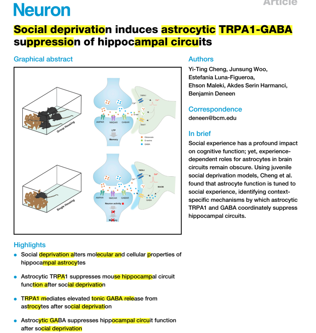 长期社会隔离引起认知功能损害：星形胶质细胞TRPA1-GABA<font color="red">通路</font>抑制海马环路是关键介导机制