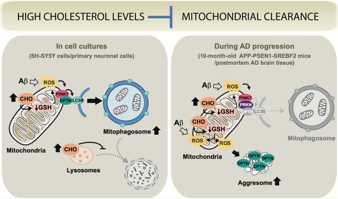 Autophagy: 上調(diào)腦膽固醇水平可抑制阿爾茲海默病中的線粒體自噬