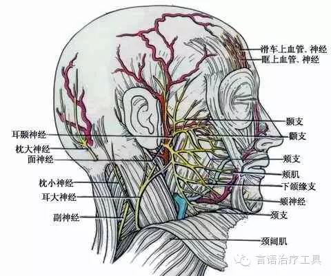 【推荐】面神经的解剖知识总结