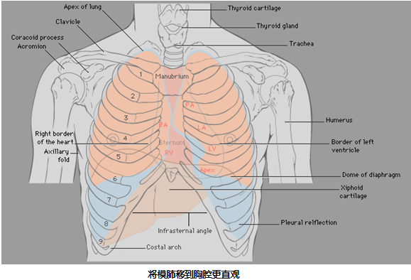 CT肺段定位