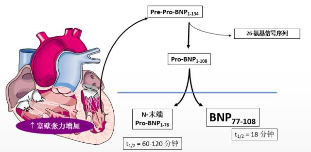 同是心衰指标，BNP与<font color="red">NT-proBNP</font>区别在哪里？