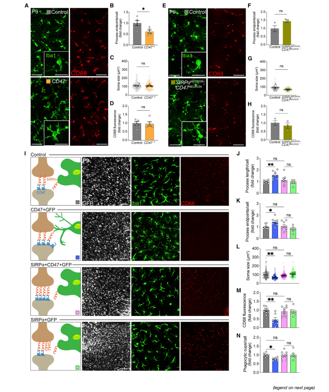 Immunity—小胶质细胞研究重磅突破：神经元SIRPα调控小胶质细胞对突触的吞噬作用-MedSci.cn