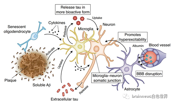 Nature Neurosci 全面综述Aβ与tau在阿尔茨海默病中的<font color="red">协同</font><font color="red">作用</font>