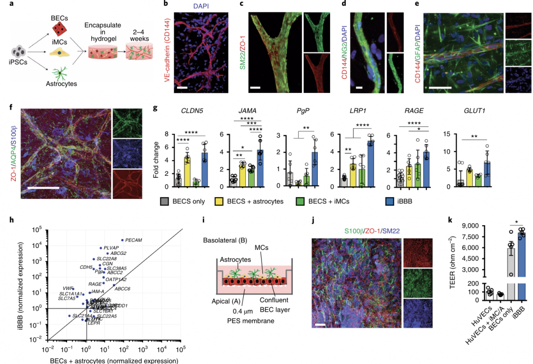 Nature子刊：体外重建人血脑屏障揭示APOE4在周细胞中的致病机制